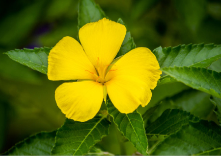 turnera